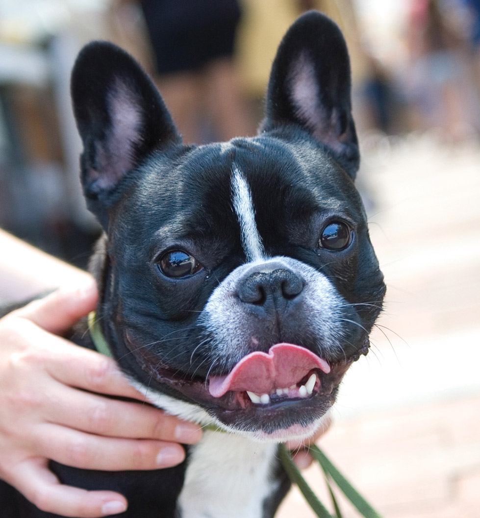 Vivo Apartments - Cambridge, MA - Boston Terrier Dog